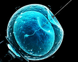 What You Should Know About The IVF Insemination Process