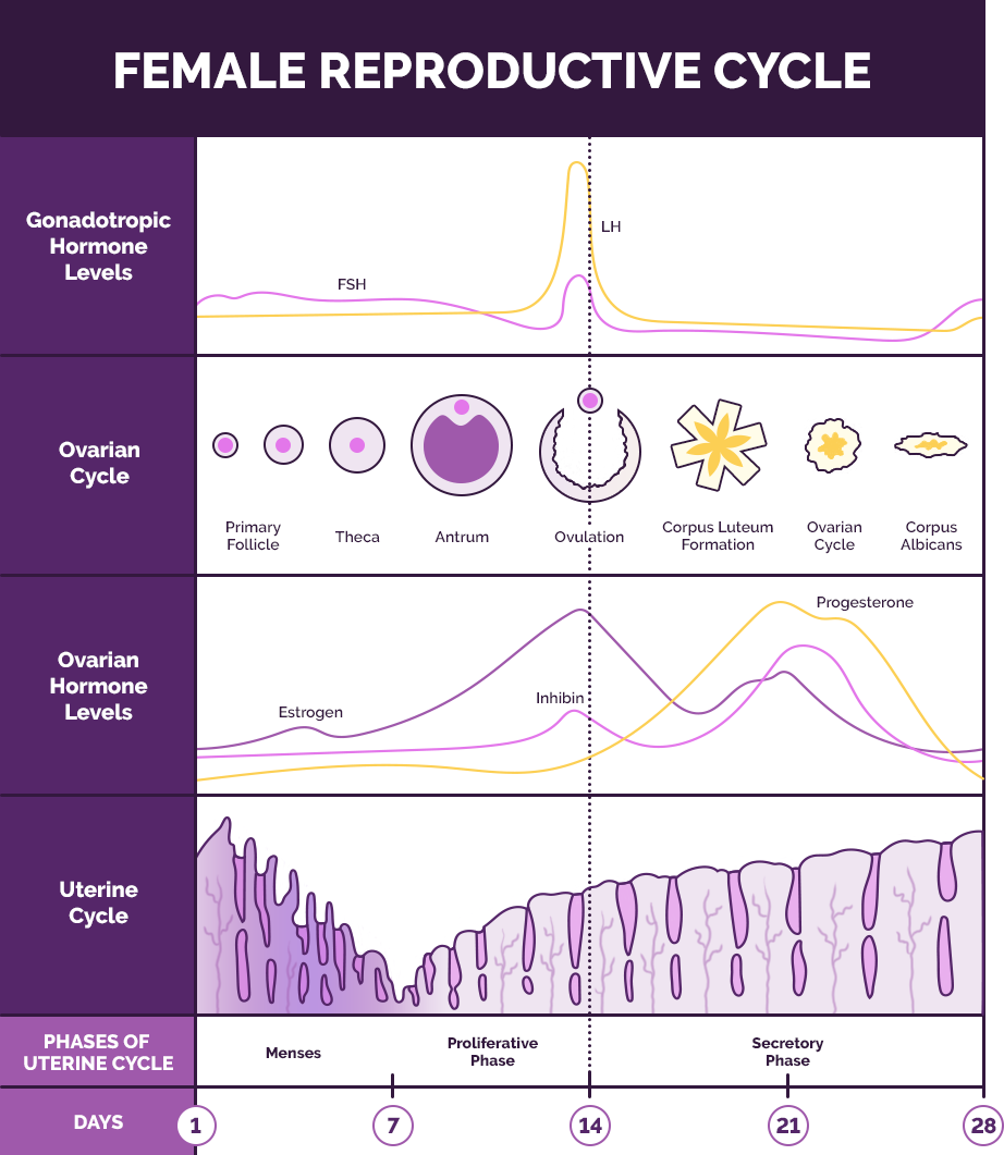 Ovulation - Quá trình Rụng Trứng và Những Điều Cần Biết